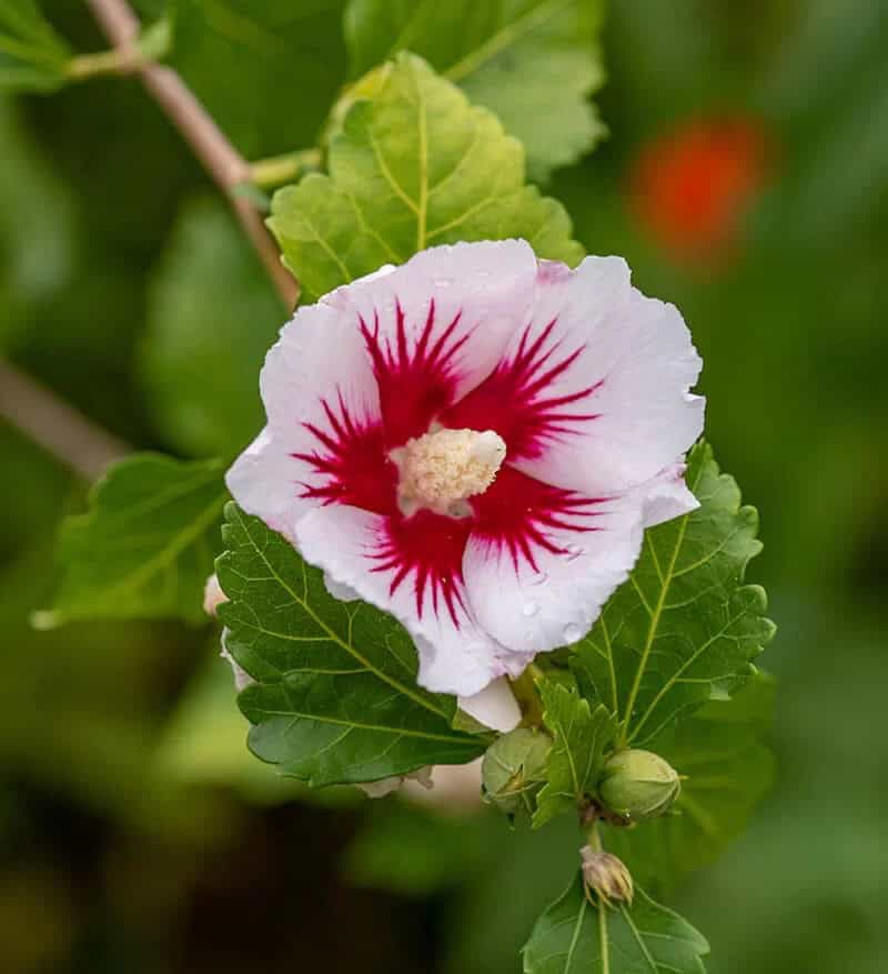 Rose of Sharon (Hibiscus Syriacus ‘Minspot’ First Editions Fiji)