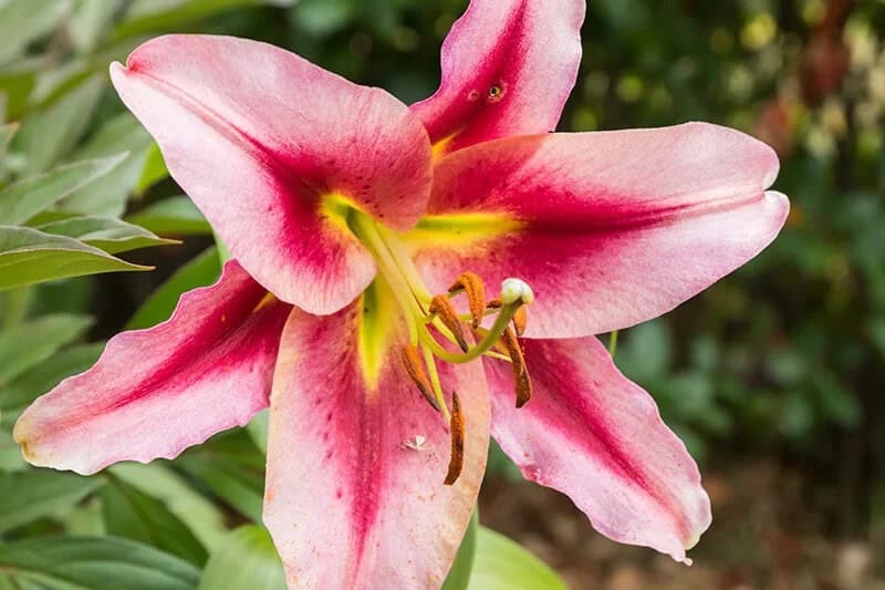 Lilium ‘Scheherazade’