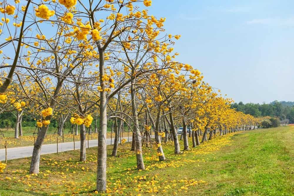 Yellow Silk Cotton Tree (Cochlospermum religiosum)