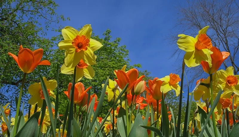 Daffodil (Narcissus ‘Southern Hospitality’)