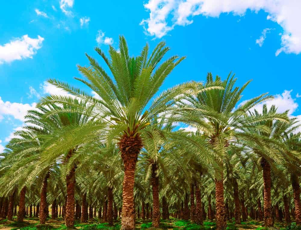 Date Palm (Phoenix dactylifera)