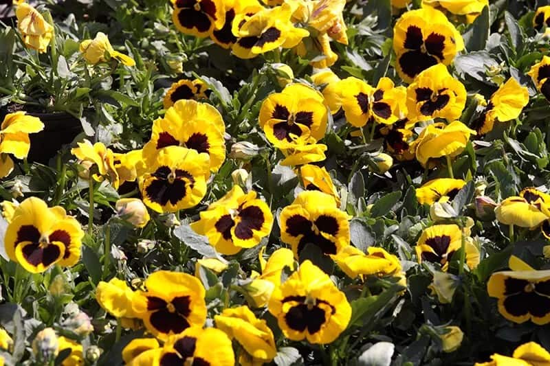 Pansy (Viola Tricolor)