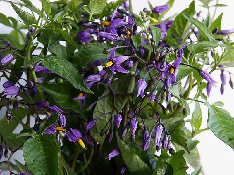 Bittersweet Nightshade (Solanum Dulcamara)