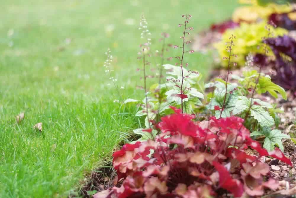 Coral Bells (Heuchera americana)