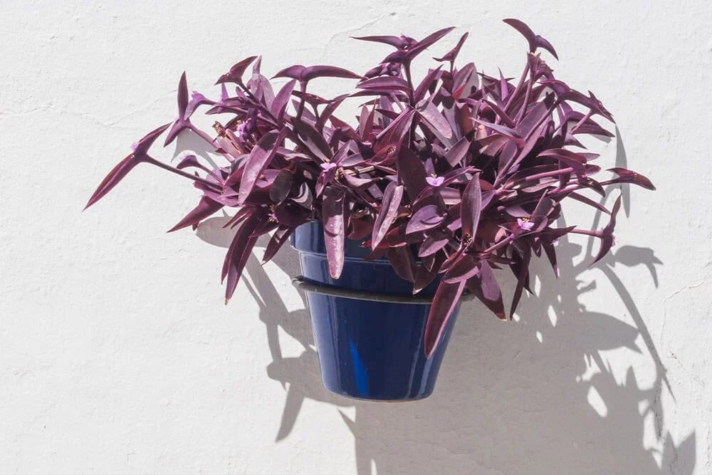 Purple Heart (Tradescantia pallida ‘Purpurea’)