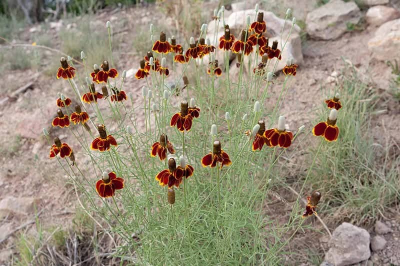 Mexican Hat Plant (Ratibida Columnifera)