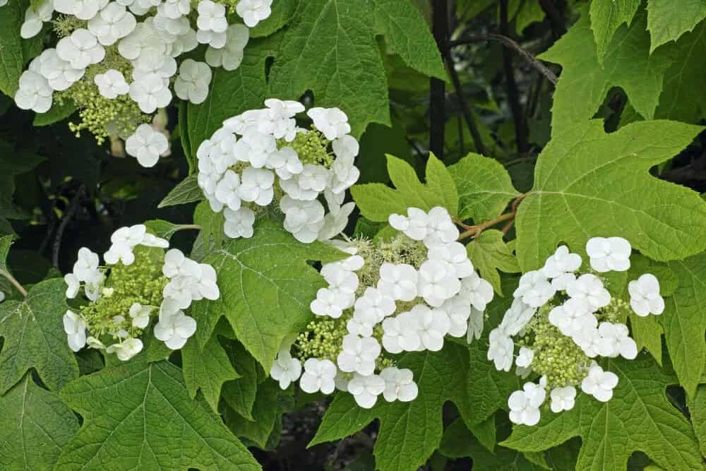 Oakleaf Hydrangea (Hydrangea quercifolia)