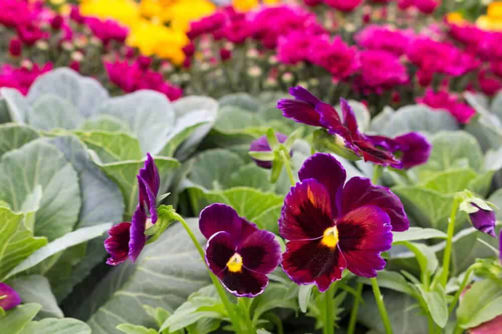 Pansies (Viola)