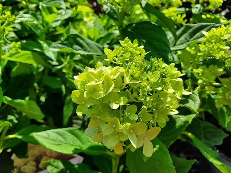 Panicle Hydrangea (Hydrangea Paniculata ‘Renhy’ Vanilla Strawberry)