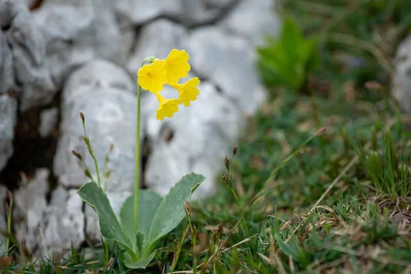 Bear’s Ear (Scientific Name: Primula Auricula)