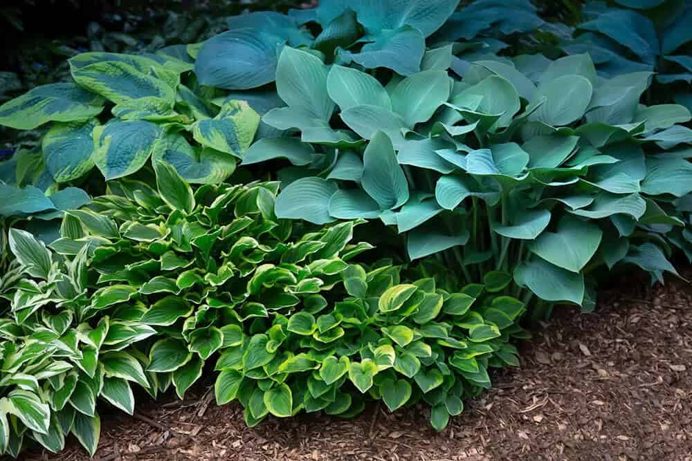 Hostas (Hosta)