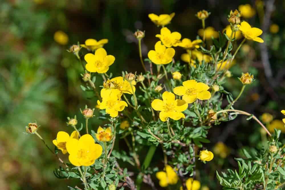 Shrubby cinquefoil (Potentilla fruticosa)