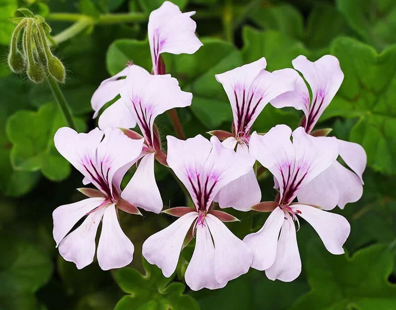 Ivy Geranium (Pelargonium Peltatum)