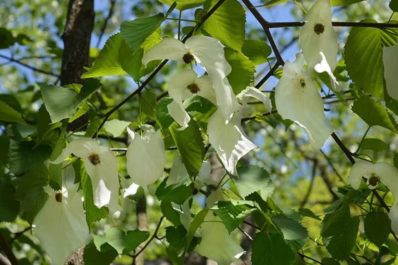 Handkerchief Tree (Davidia Involucrata)