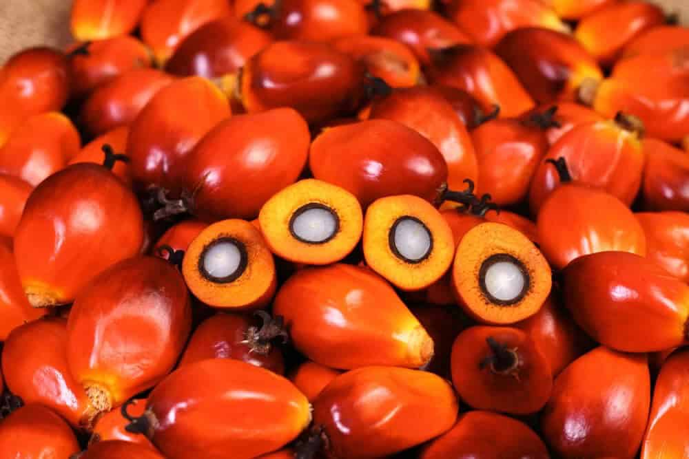 Oil Palm (Elaeis guineensis)