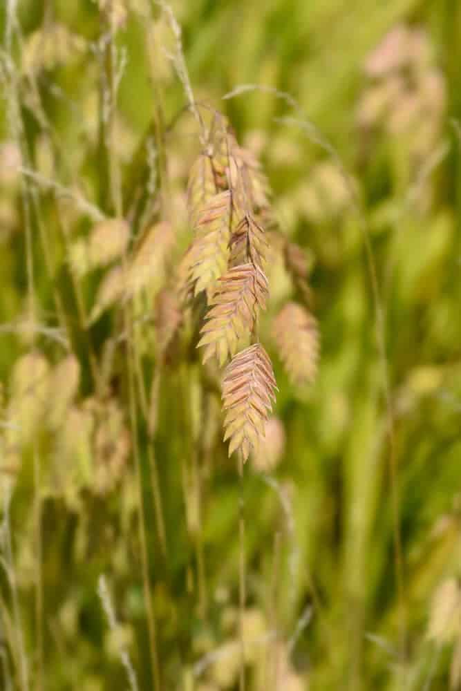 Inland Sea Oats (Chasmanthium latifolium)