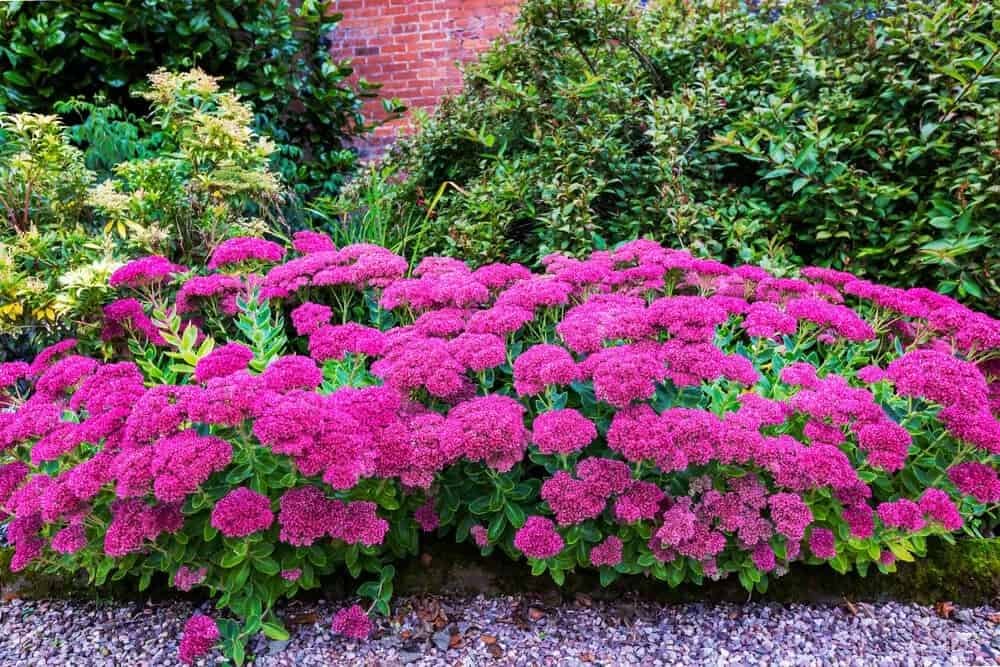 Stonecrop Sedum (Sedum)