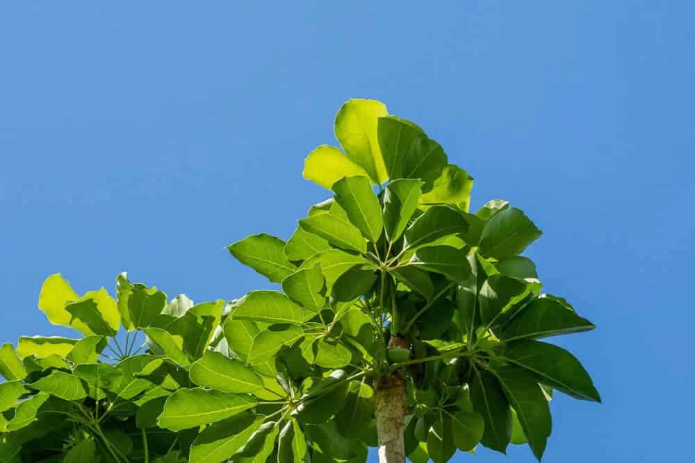 Hawaiian Umbrella Tree (Schefflera arboricola)