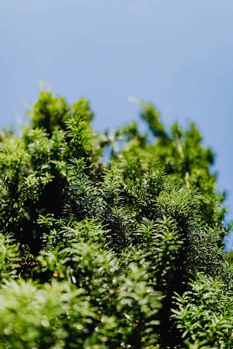 The Canadian Yew (Taxus Canadensis)