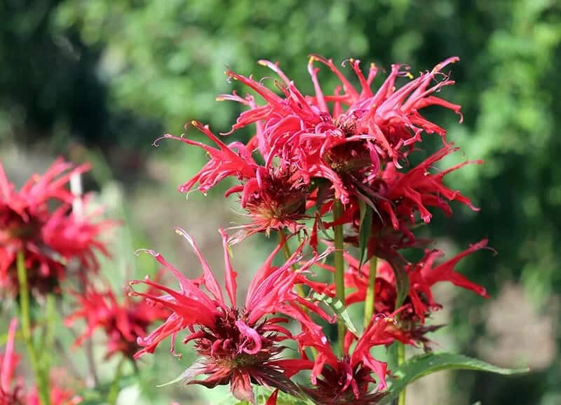 Bee Balm (Monarda Didyma)