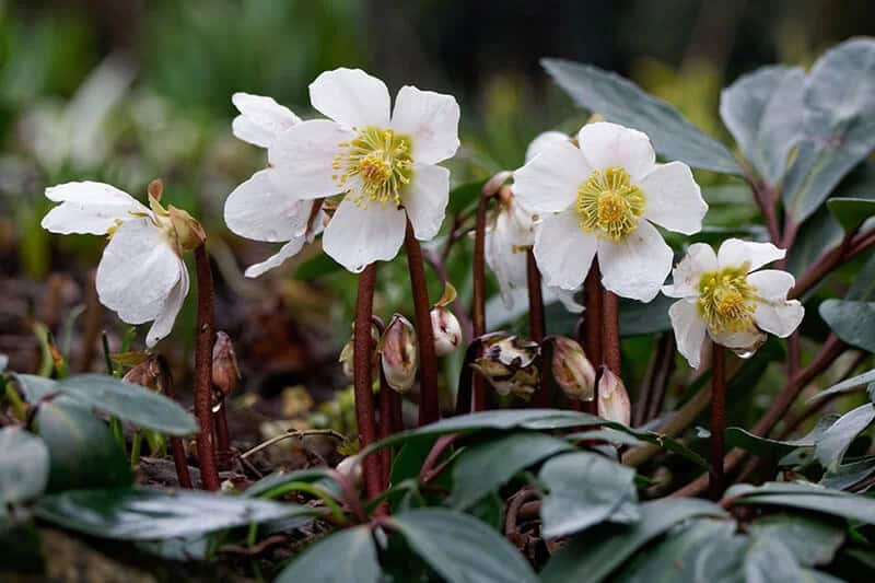 Hellebore (Helleborus ‘Confetti Cake’)