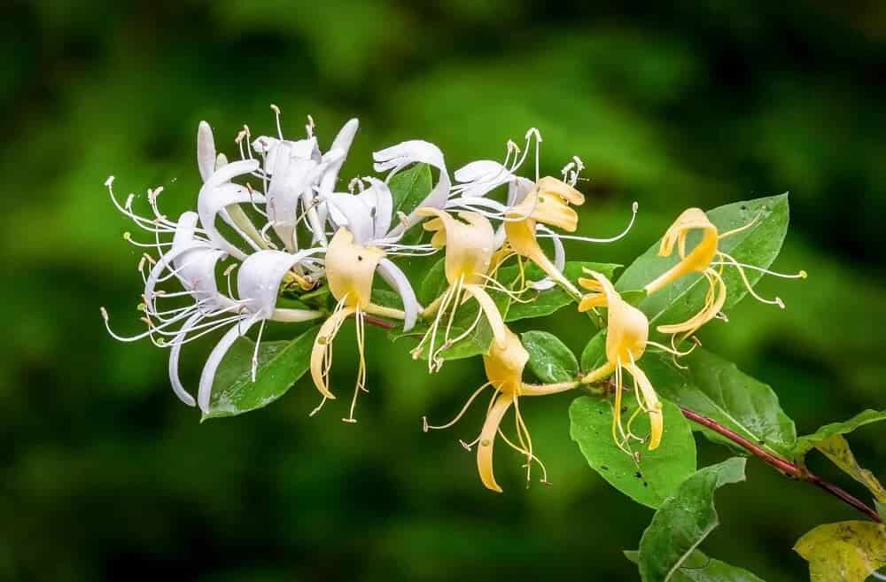 Honeysuckle (Lonicera japonica)