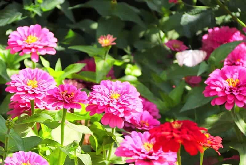 Zinnias (Zinnia Elegans)