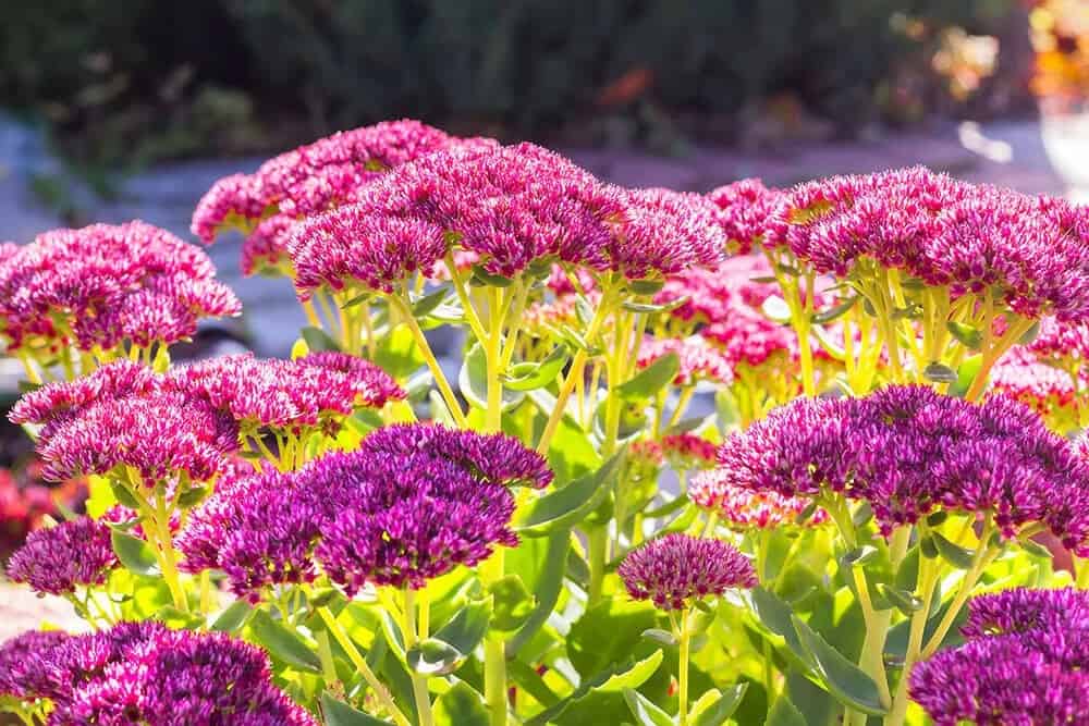 Stonecrop (Sedum)