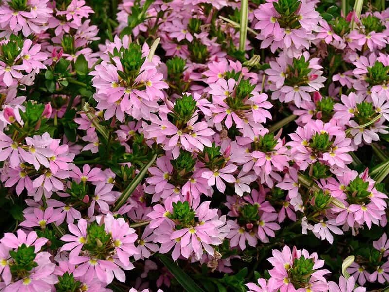 Fan Flower (Scaevola Aemula)