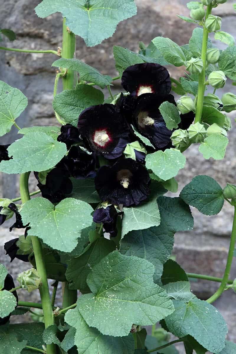 Nigra Hollyhock (Alcea Rosea)