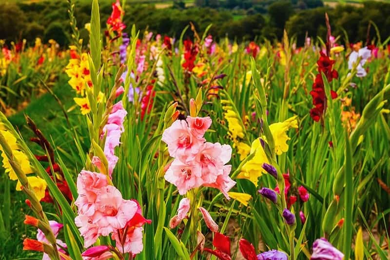 Gladiolus (Gladiolus)