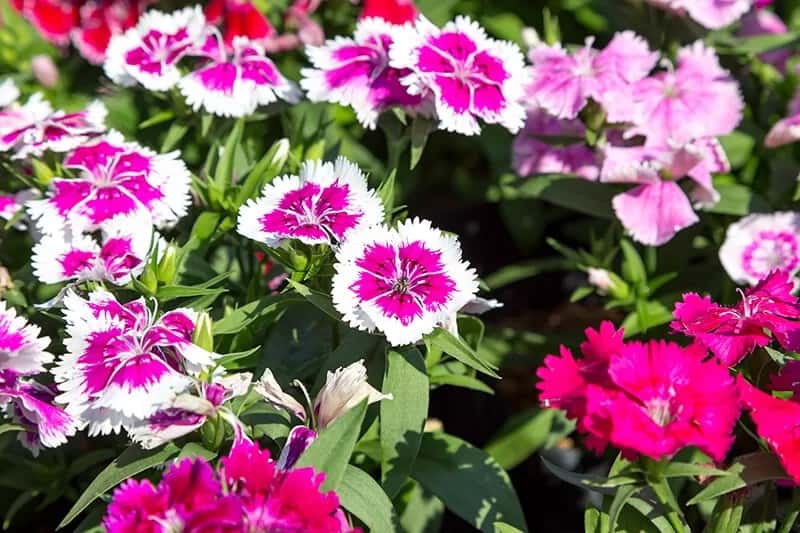 Dianthus (Dianthus)