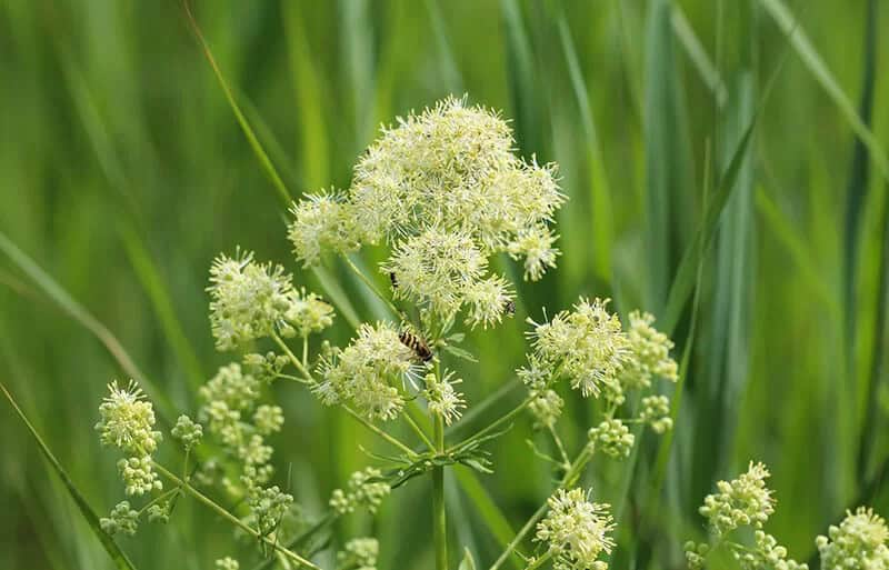 Meadow Rue (Thalictrum Dasycarpum)