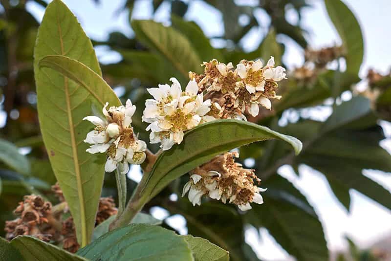 Japanese Loquot (Eriobotrya Japonica)