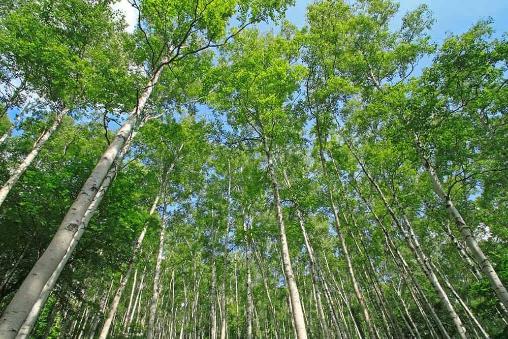 Japanese White Birch (Betula platyphylla ‘Japonica’)