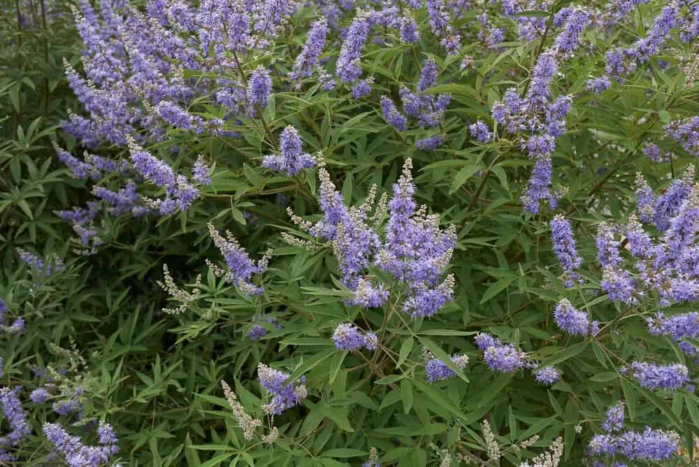 Chaste Tree (Vitex agnus-castus)