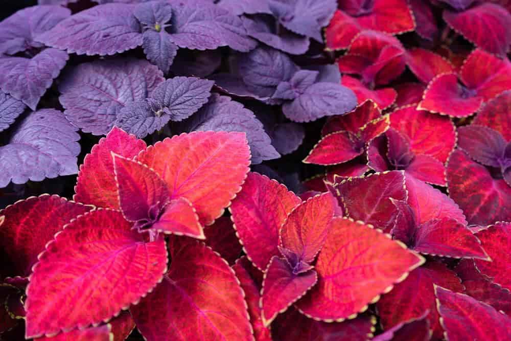 Coleus (Coleus spp.)