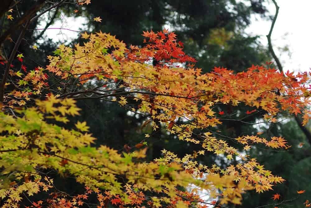 First Ghost Japanese Maple (Acer palmatum ‘First Ghost’)