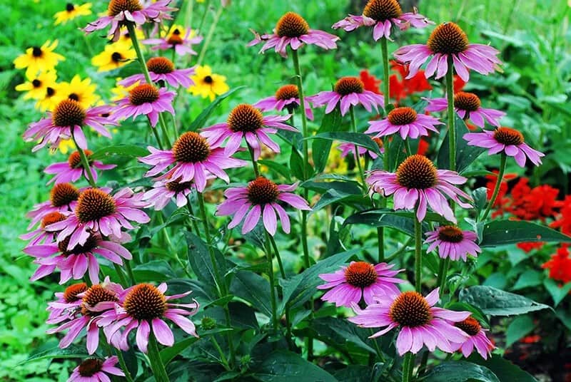 Coneflower (Echinacea)