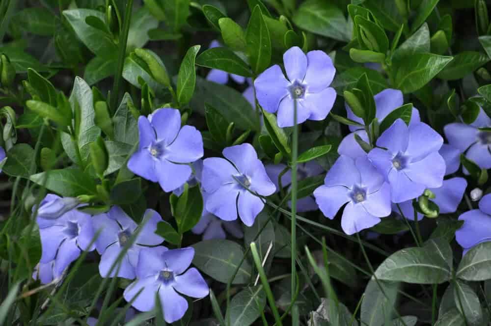 Vinca (Vinca minor)