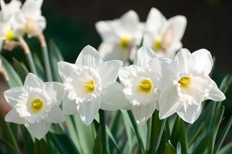 Daffodil (Narcissus ‘February Gold’)