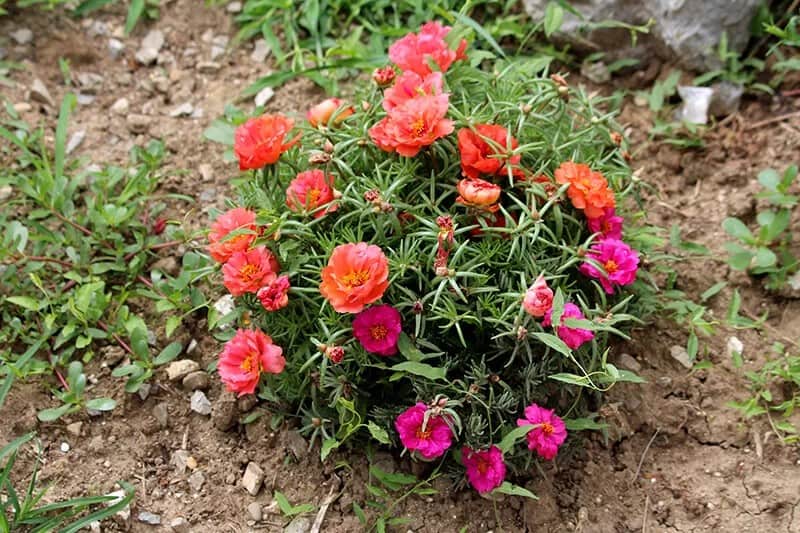 Rose Moss (Portulaca Grandiflora)