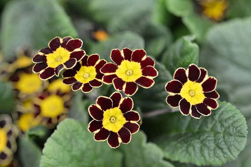 Silver Laced Primrose (Primula)