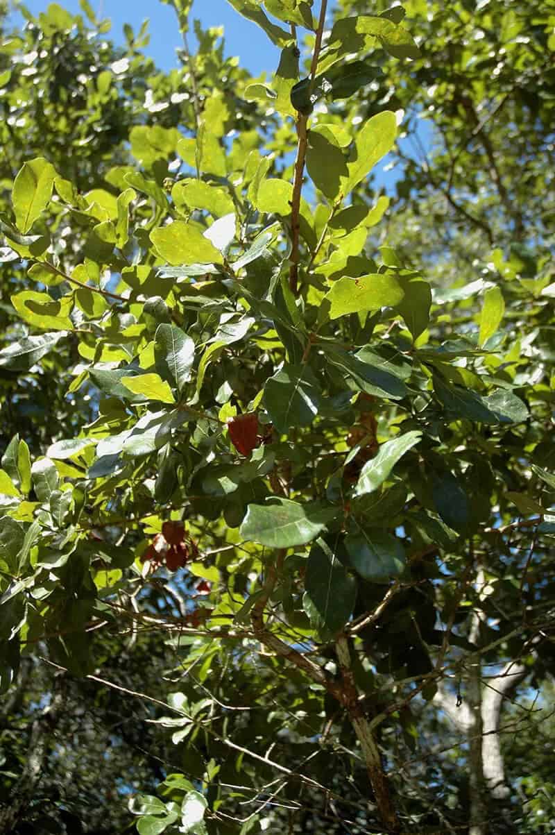 Chapman Oak Tree (Quercus Chapmanii)