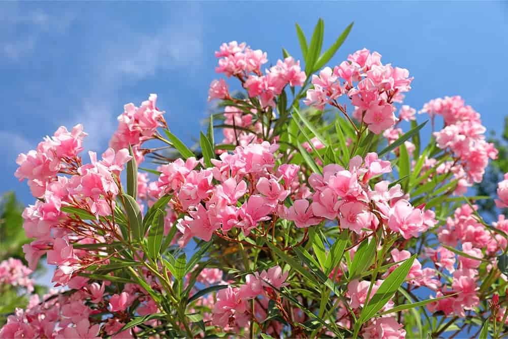 Pink Oleander (Nerium oleander)