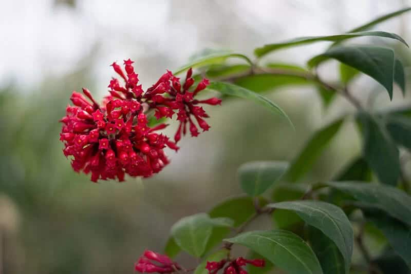 Cestreau Élégant (Cestrum Elegans)