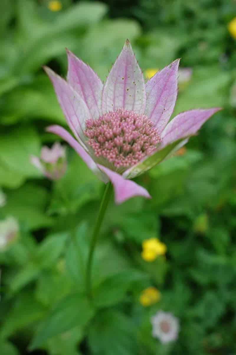 Masterworts (Astrantia)