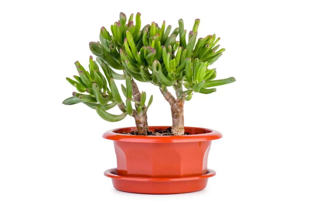 Gollum Jade (Crassula ovata ‘Gollum’)