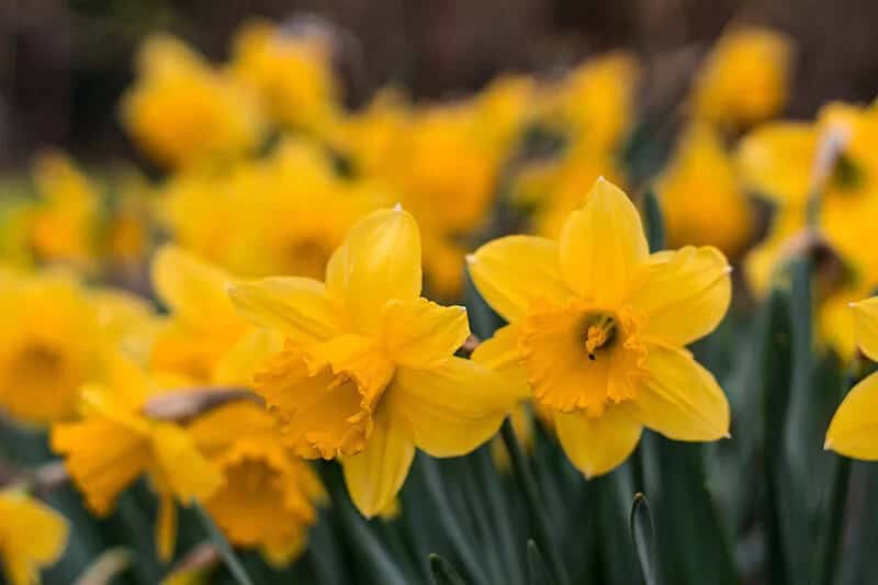 Trumpet Daffodil (Narcissus ‘King Alfred’)