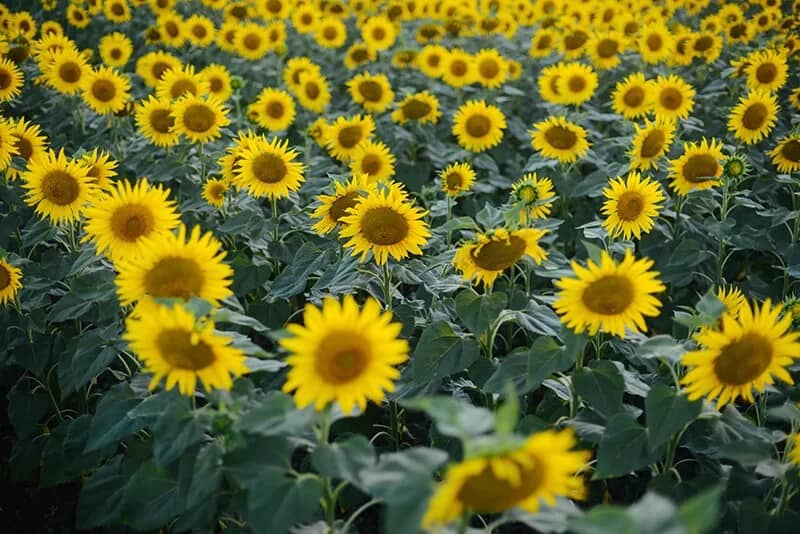 Sunflower (Helianthus Annuus ‘Teddy Bear’)